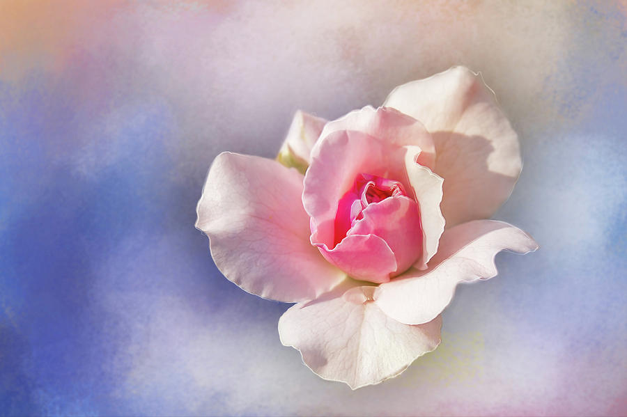 Nature Digital Art - Pastel Rose Delight by Terry Davis