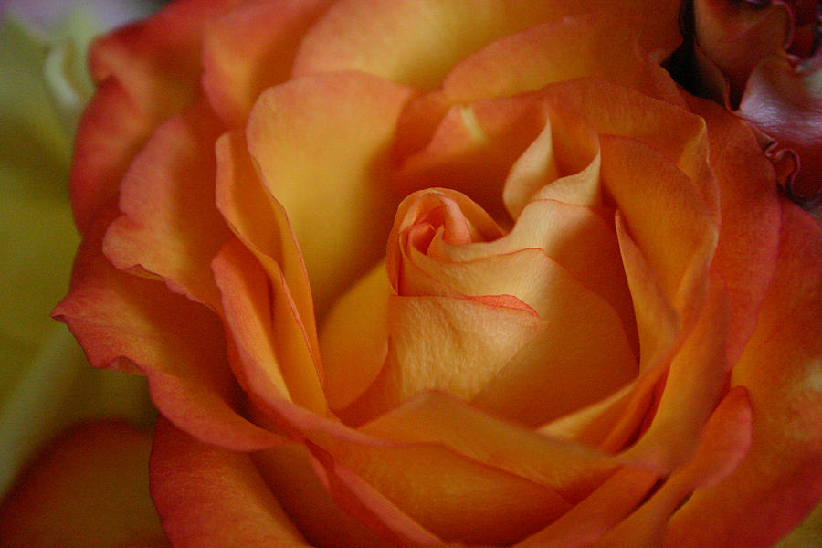 Rose Photograph - Pastel Rose by Jennifer Firak