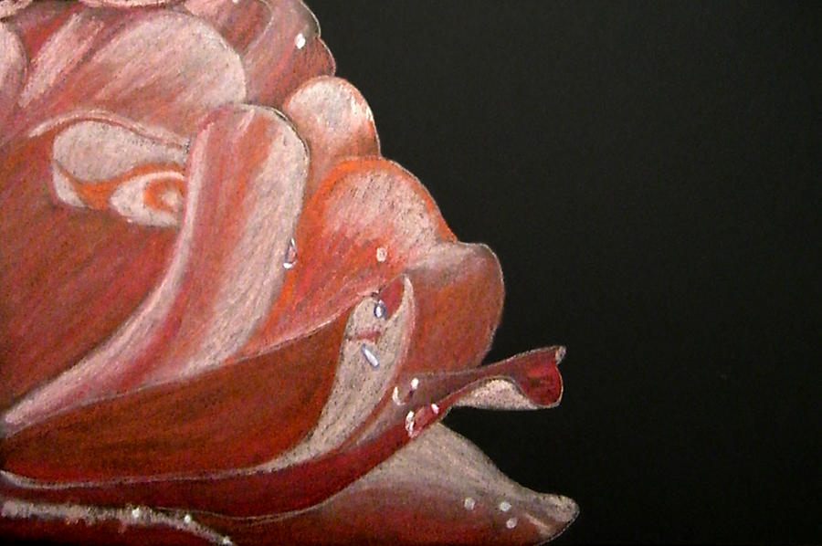 Pastel Rose Pastel by John Shioli