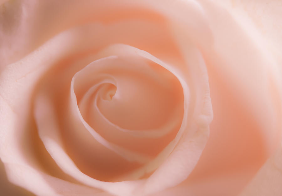 Pastel Rose Photograph by Sean Davey