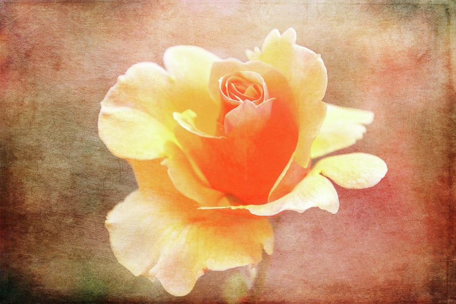 Pastel Rose Textured Digital Art by Terry Davis