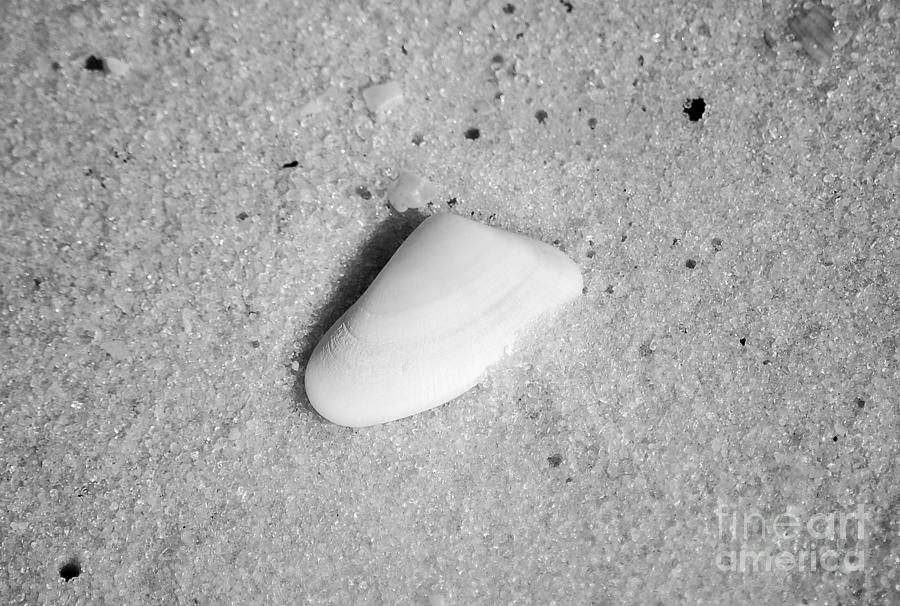 Pastel Sea Shell in Fine Wet Sand Macro Black and White Photograph by Shawn OBrien