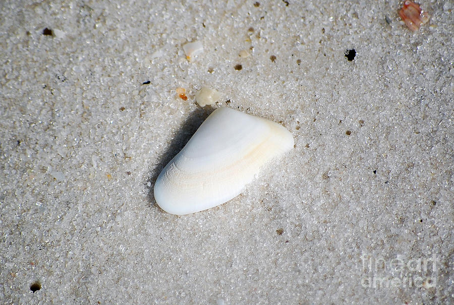 Pastel Sea Shell in Fine Wet Sand Macro Photograph by Shawn OBrien