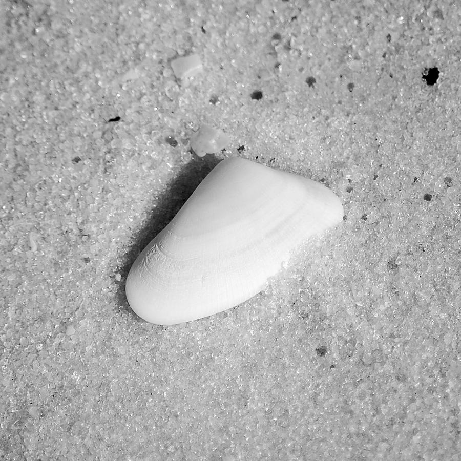 Pastel Sea Shell in Fine Wet Sand Macro Square Format Black and White Photograph by Shawn OBrien