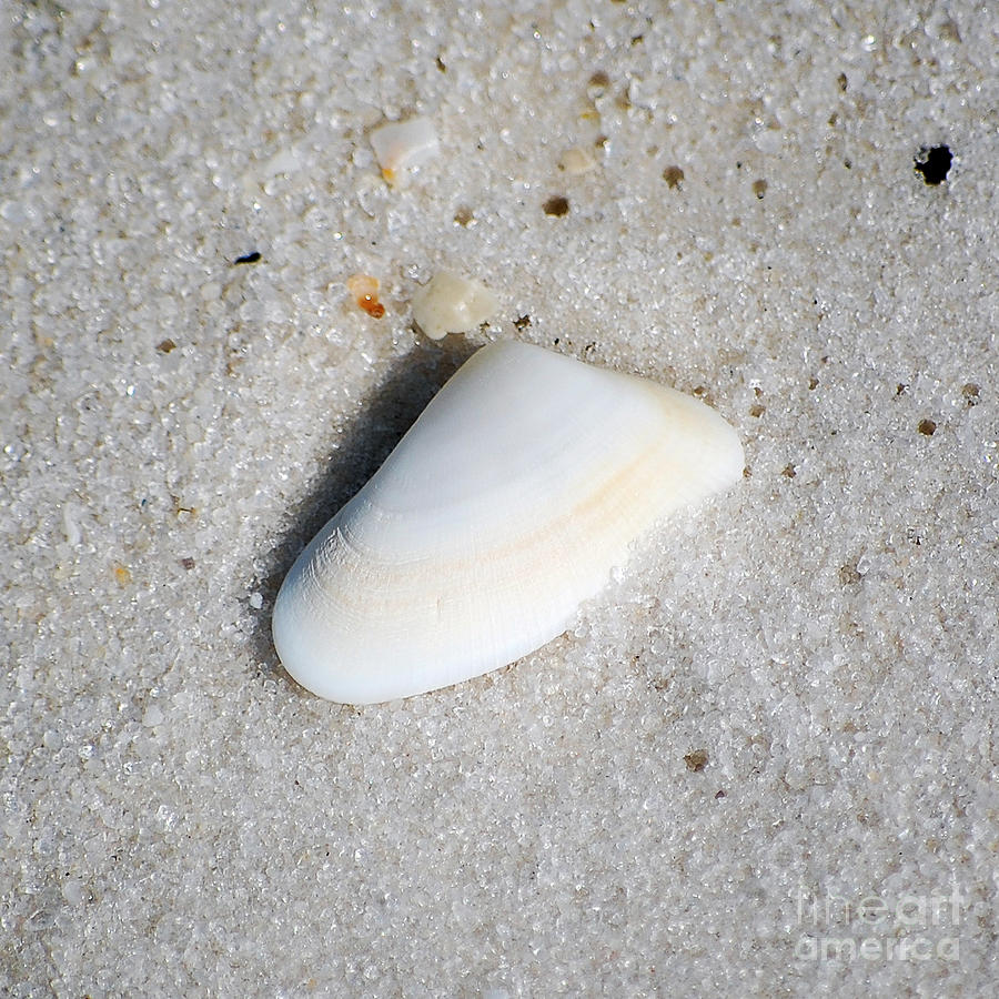Pastel Sea Shell in Fine Wet Sand Macro Square Format Photograph by Shawn OBrien