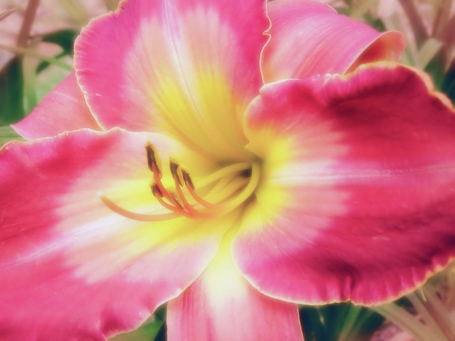 Pastel Silk - Daylily Photograph by MTBobbins Photography