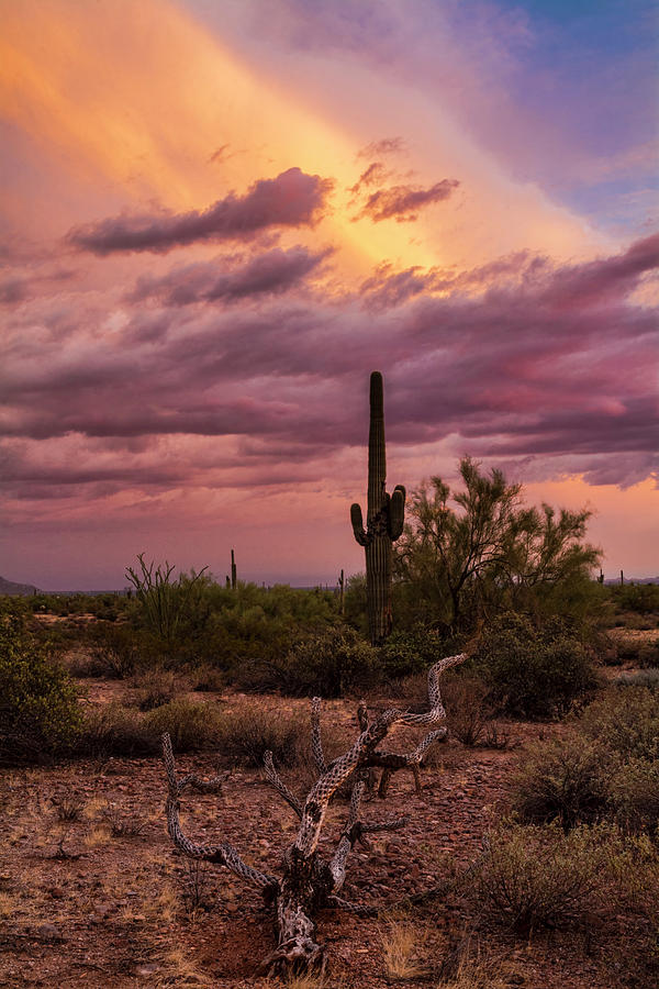 Pastel Sonoran Skies at Sunset  Photograph by Saija Lehtonen