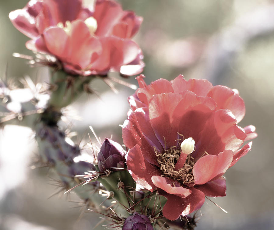 Pastel Staghorn Cholla Flowers Photograph by Laurel Powell