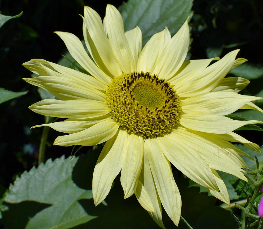 Pastel Sunflower Photograph by Jimmy Chuck Smith