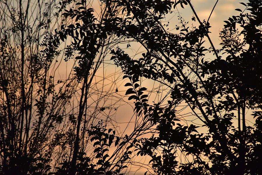 Pastel Sunset I Photograph