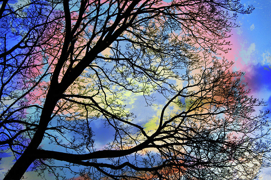 Pastel Sunset Silhouette Digital Art by Shawna Rowe