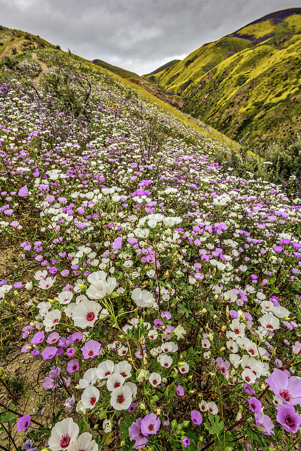 Pastel Super Bloom Photograph by Peter Tellone