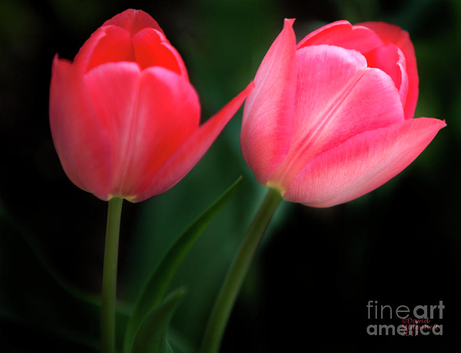 Tulip Art Photograph by David Millenheft