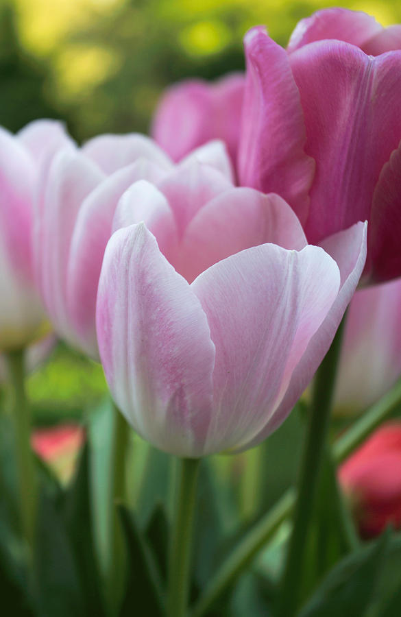 Pastel Tulips Photograph
