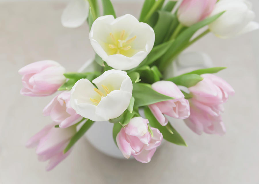Tulip Photograph - Pastel Tulips by Kim Hojnacki
