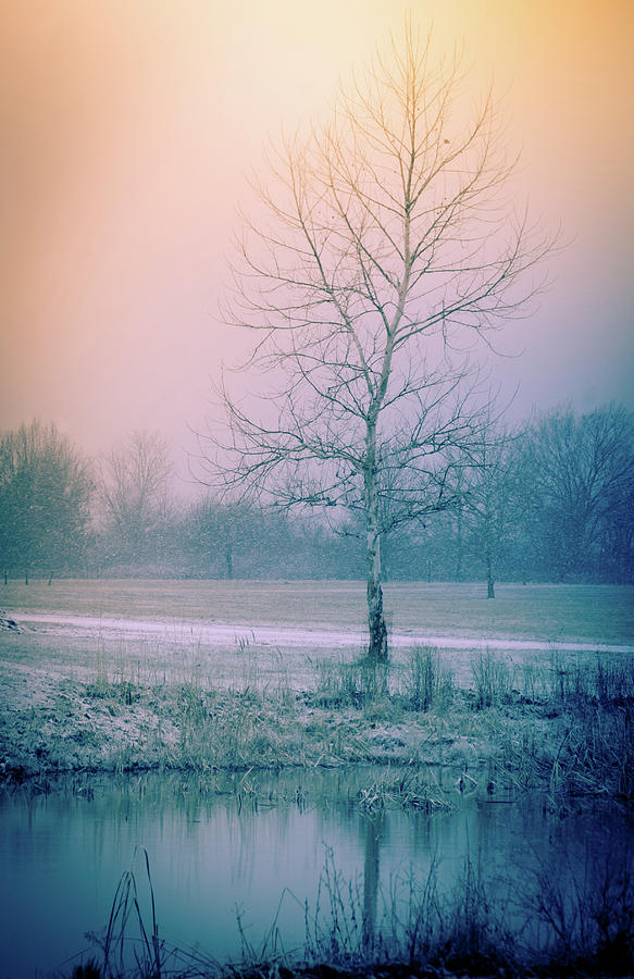 Pastel Winter Photograph by Virginia Folkman