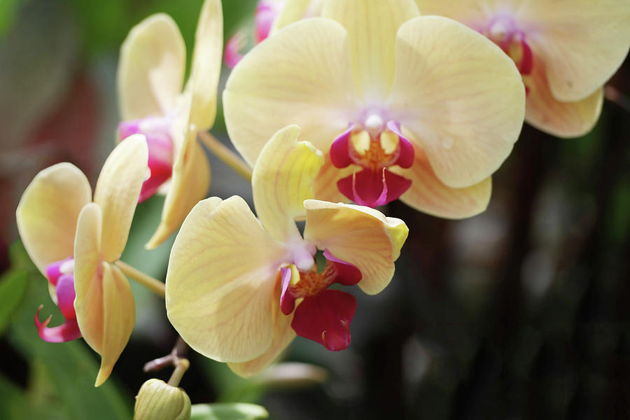 Pastel Yellow Orchids 2 Photograph By Nancy Aurand Humpf Fine Art America 7525