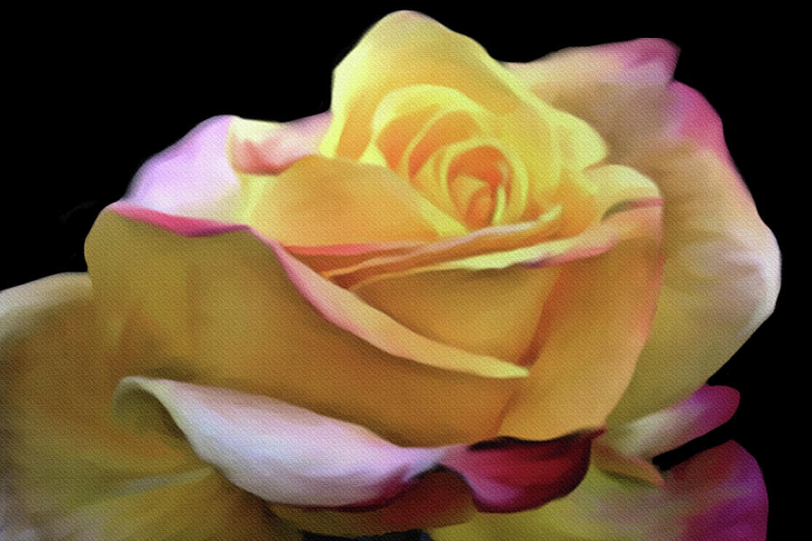 Pastel Yellow Rose Canvas Proofed Mixed Media