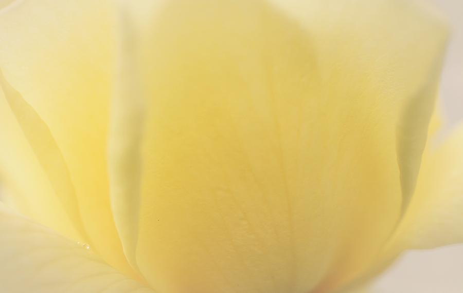 Pastel Yellow Rose Photograph by The Art Of Marilyn Ridoutt-Greene