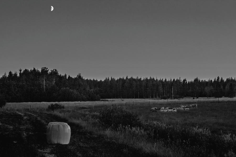 Pastoral of Modern Times Photograph by Pekka Sammallahti