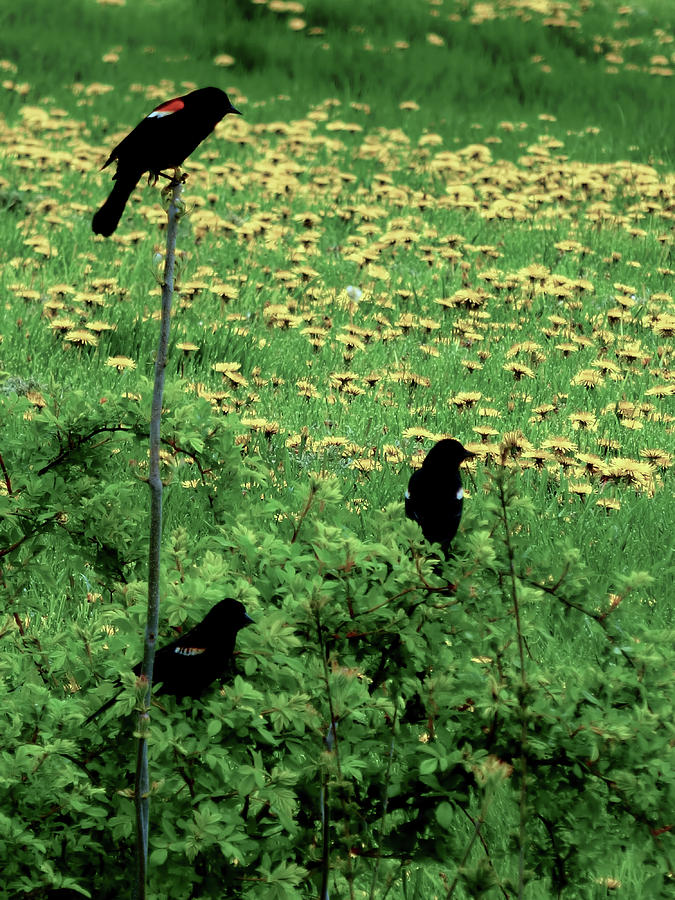 Pastoral Red Winged Blackbirds Photograph by Leslie Montgomery