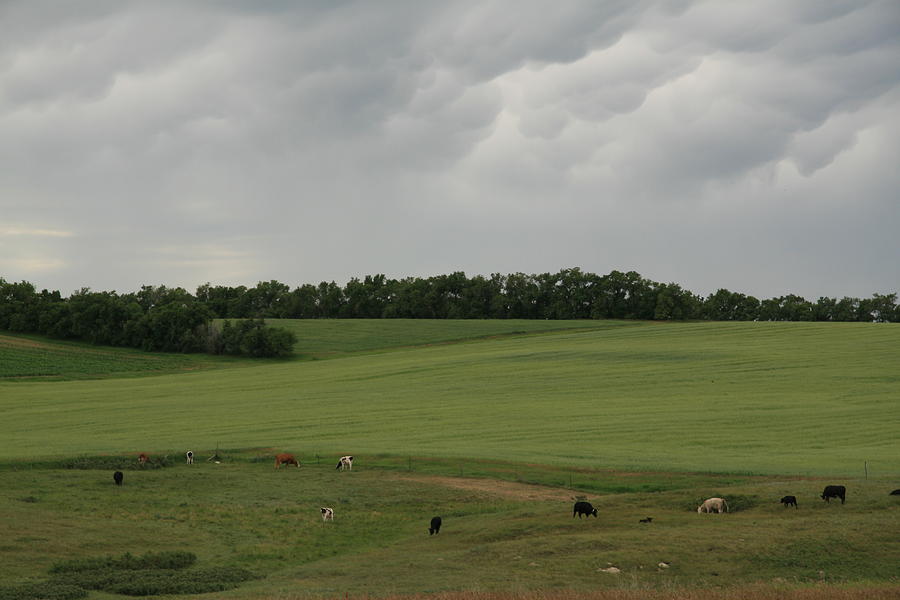Cow Photograph - Pastoral Scene by Arlys Krim