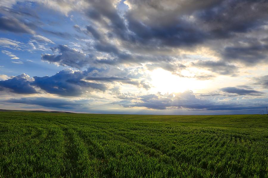 Pastoral wheat field Photograph by Lynn Hopwood