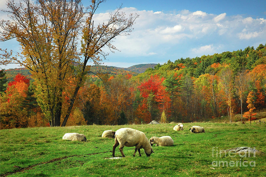 Pasture - New England Fall Landscape sheep Photograph by Jon Holiday