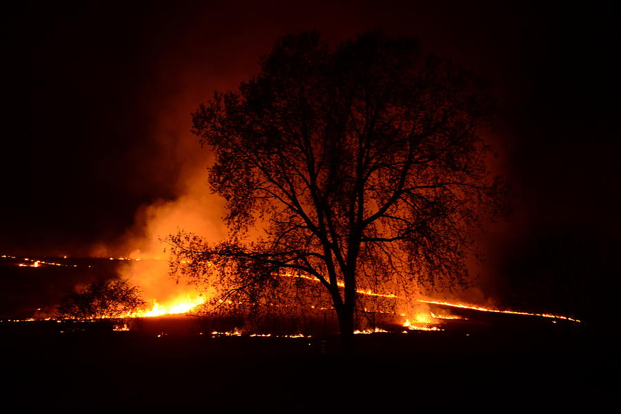 Tree Photograph - Tree Silhouetted By Fire by Audie Thornburg