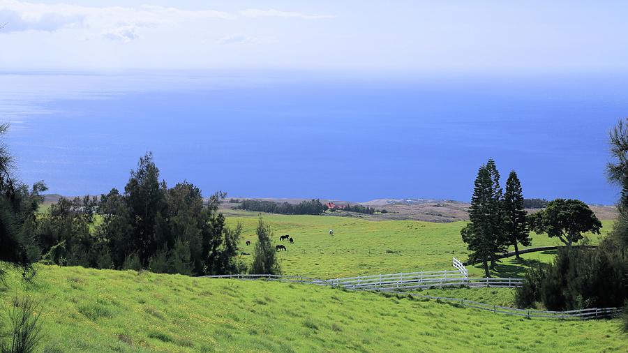 Pasture By The Ocean Photograph