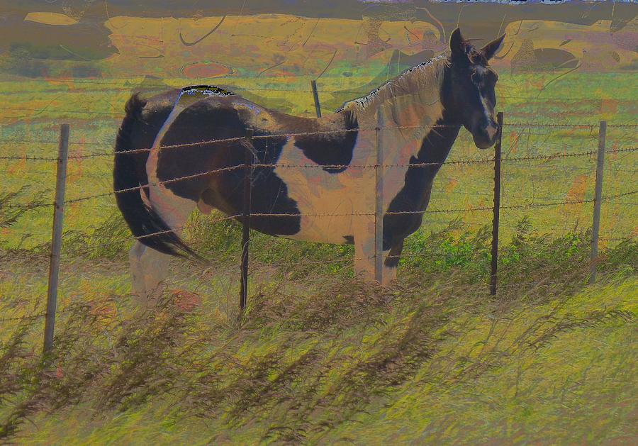 Pasture Horse at South Point Photograph by Lori Seaman