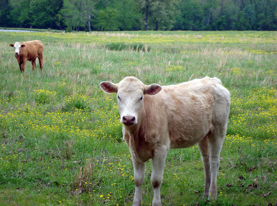 Pasture Photograph
