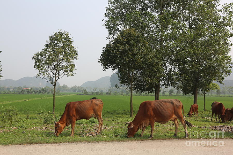 Pasture Landscape Cows Asia  Photograph by Chuck Kuhn