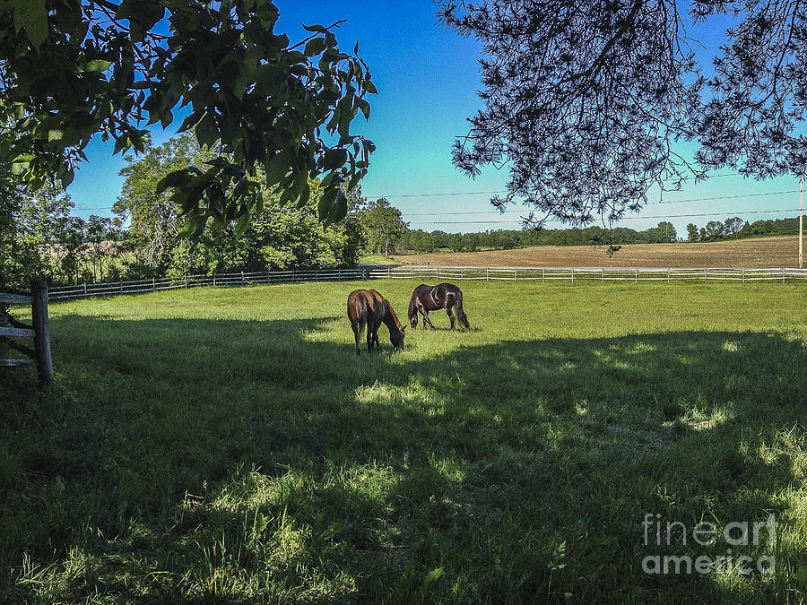 Pasture Time Photograph by Joann Long