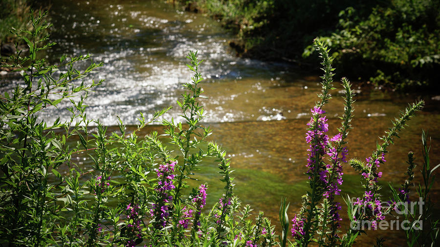 Pasture Upstream by CJ MAINOR Pasture Upstream by CJ MAINOR