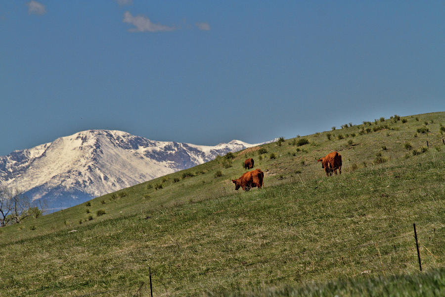 Pasture With A View Photograph