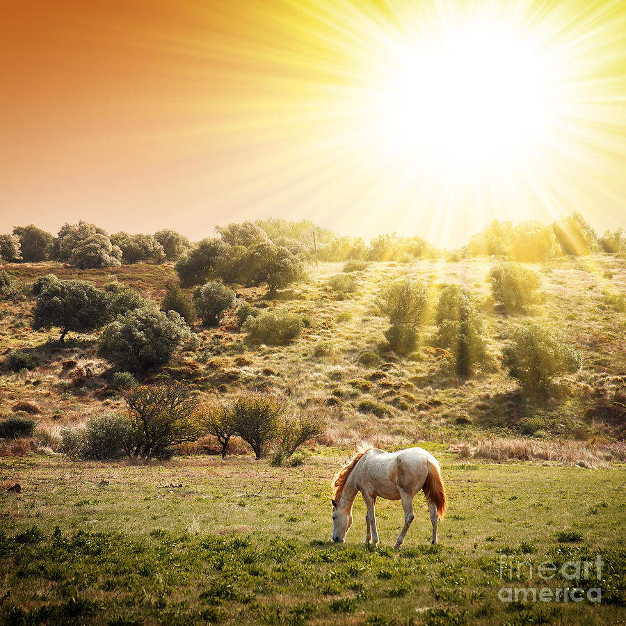 Fantasy Photograph - Pasturing Horse by Carlos Caetano