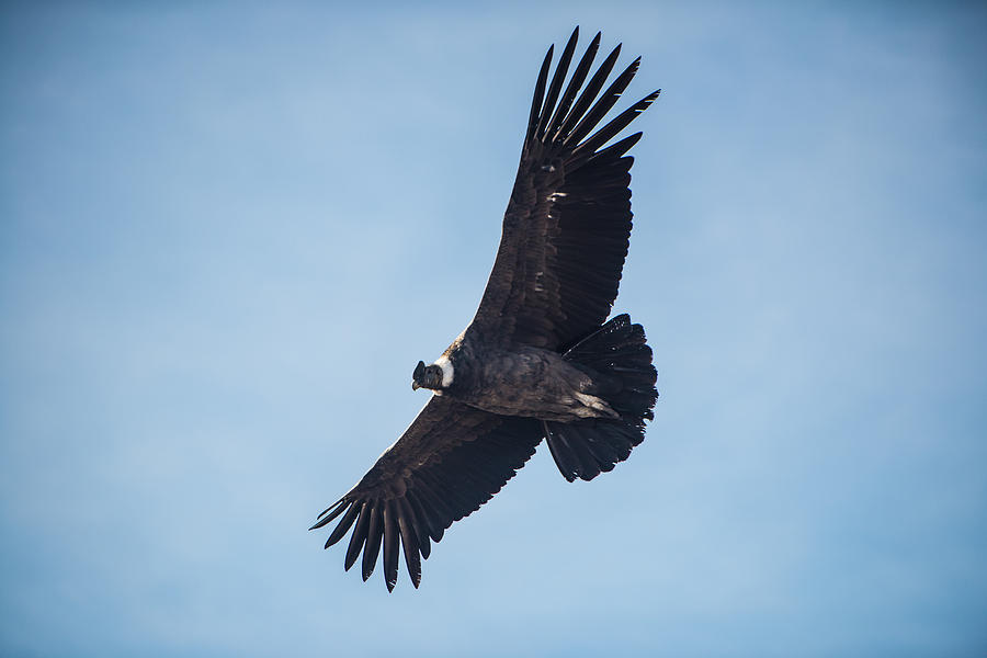 Patagonia Condor Photograph by Walt Sterneman