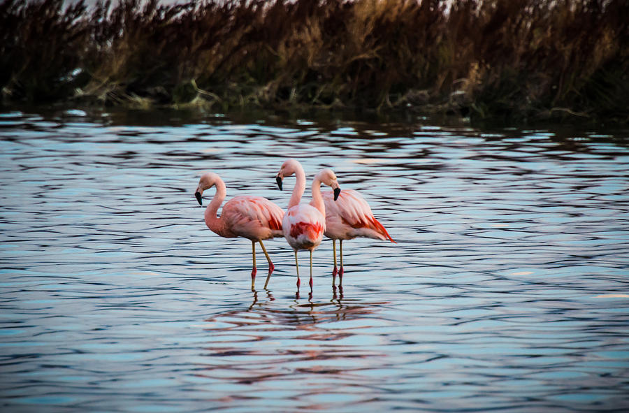 Patagonia Flamingoes Photograph by Walt Sterneman