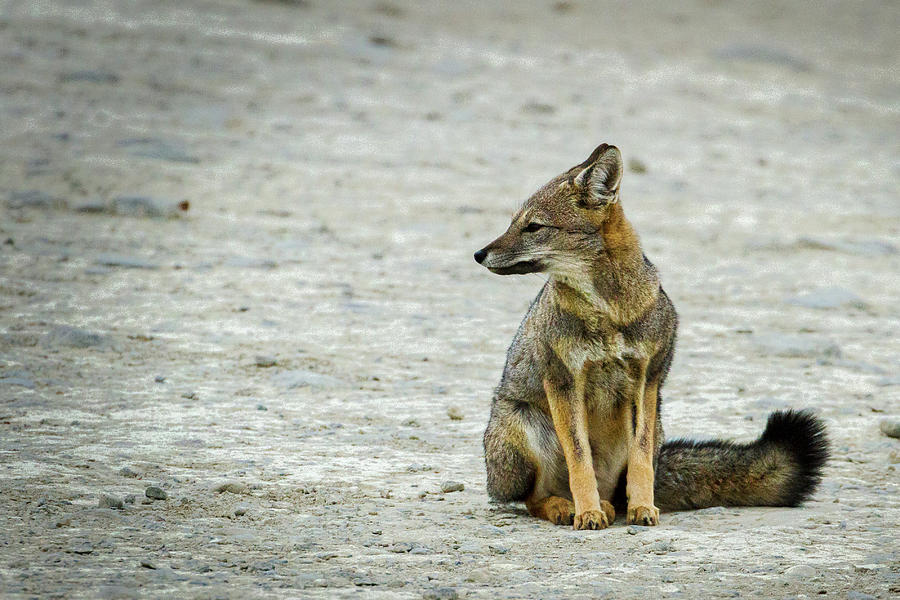 Patagonia Fox - Argentina Photograph by Stuart Litoff