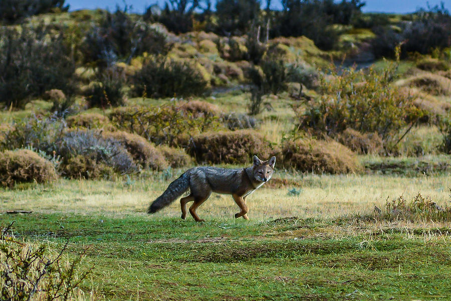 Patagonia Fox Photograph by Walt Sterneman