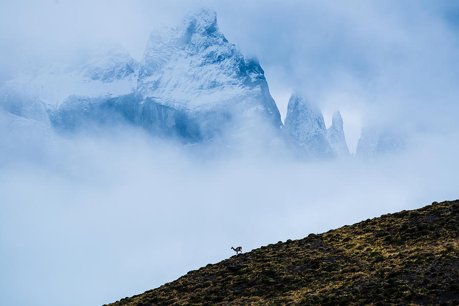 Patagonia Guanaco Photograph by Walt Sterneman