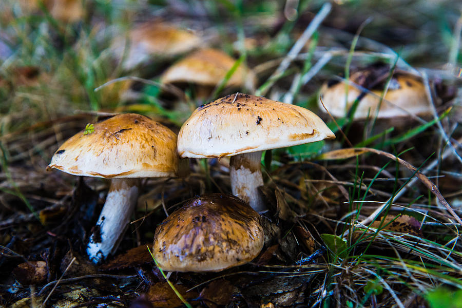 Patagonia Mushrooms Photograph by Walt Sterneman