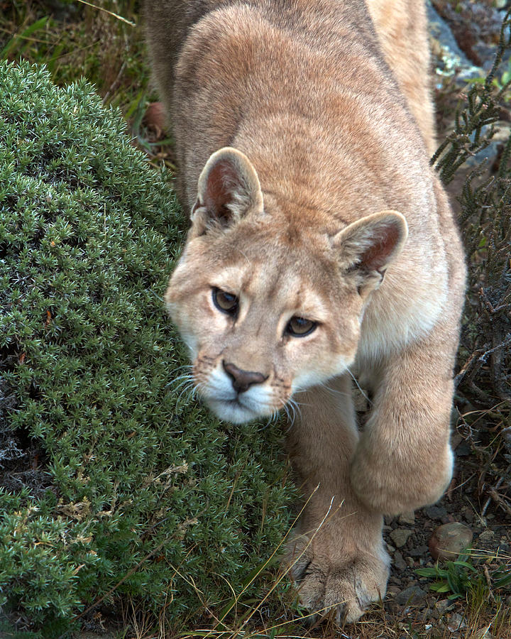 Patagonia Puma 3 Photograph by David Beebe