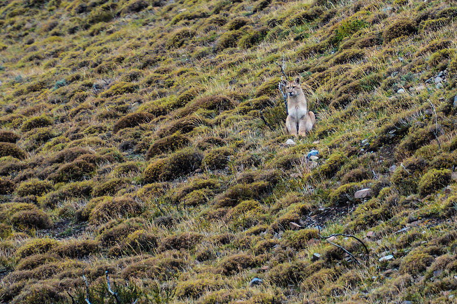 Patagonia Puma Photograph by Walt Sterneman