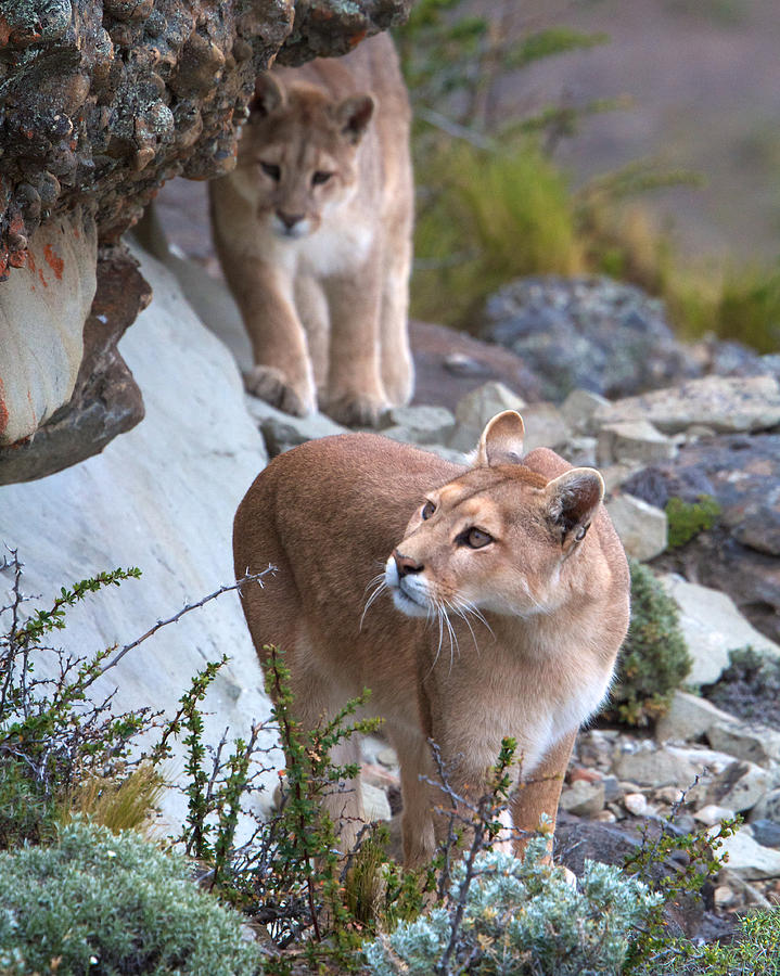 Patagonia Pumas 2 Photograph by David Beebe