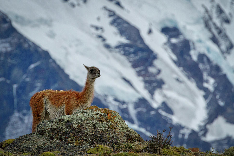 Patagonian Guanaco #2 - Chile Photograph by Stuart Litoff