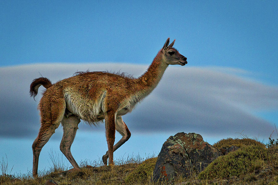 Patagonian Guanaco - Chile Photograph by Stuart Litoff