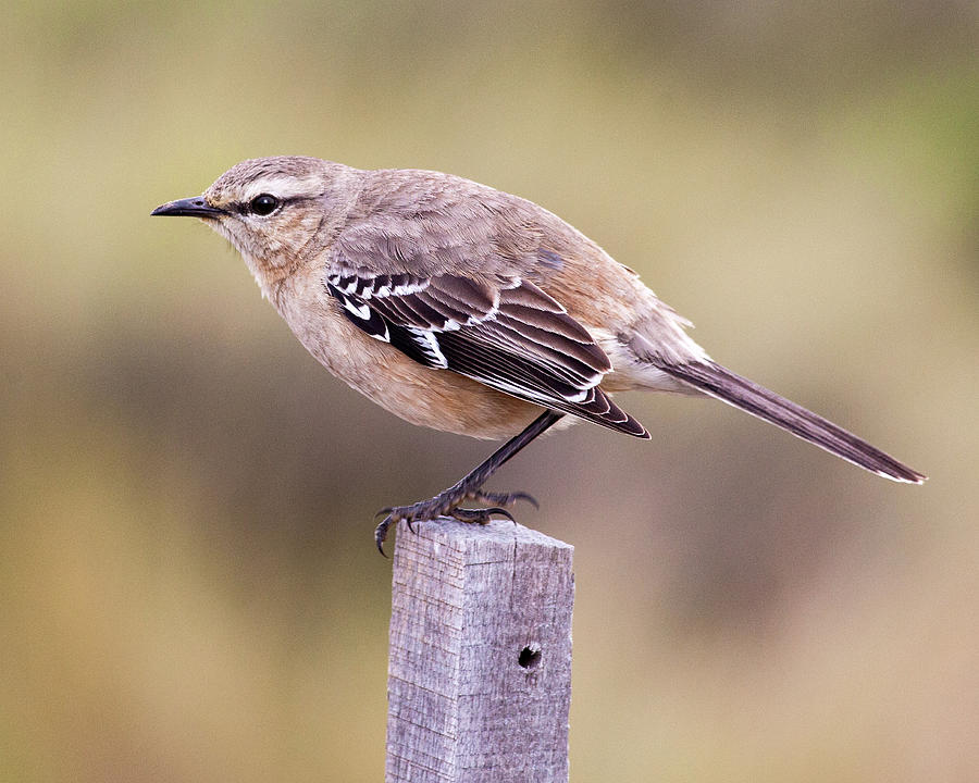Patagonian Mockingbird Photograph by Stephen Dennstedt