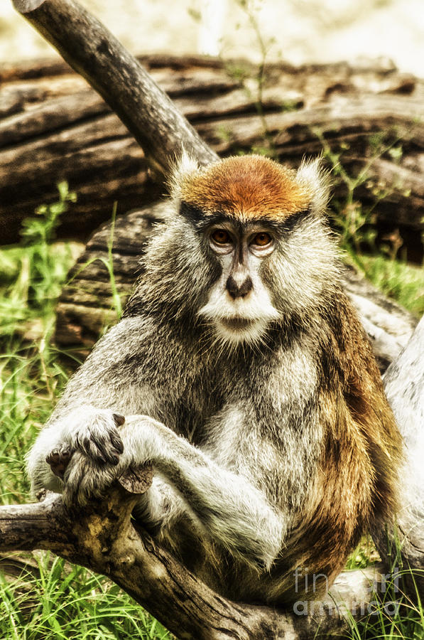 Patas Monkey 1 Photograph by Frances Ann Hattier